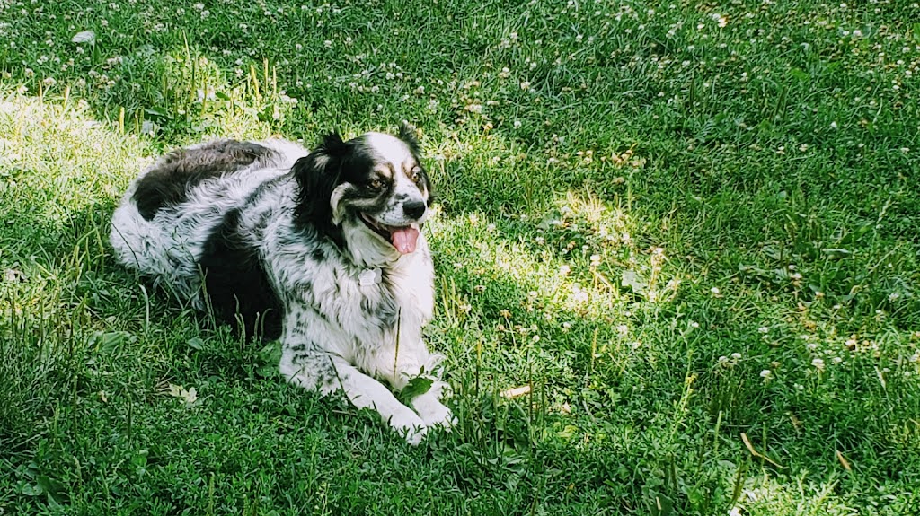 Dominos Kennels | 3404 Road 113 (Embro rd, Stratford, ON N5A 6S3, Canada | Phone: (519) 271-8950