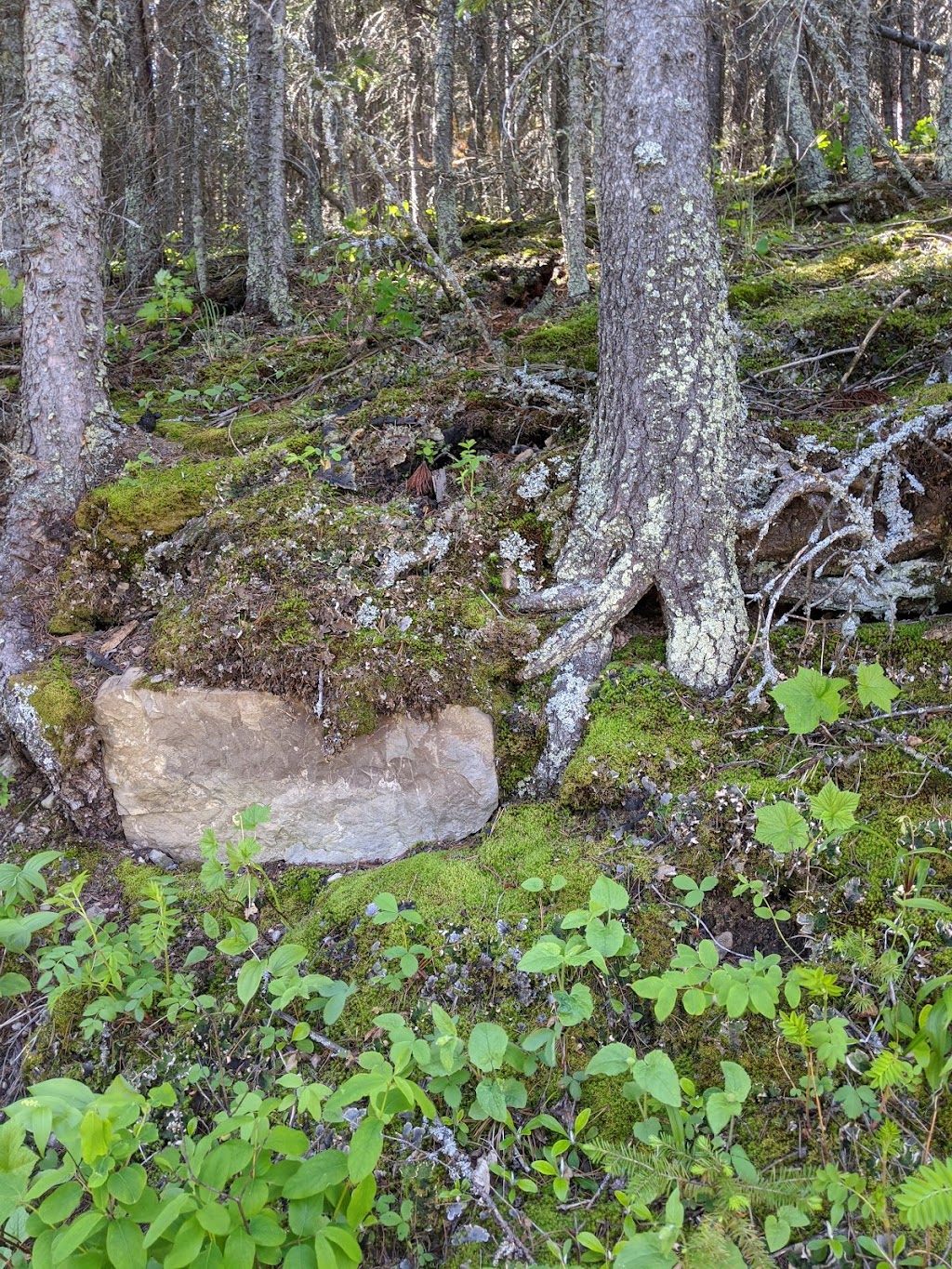 Chinook Provincial Recreation Area | Unnamed Road, Coleman, AB T0K 0M0, Canada | Phone: (403) 627-1165