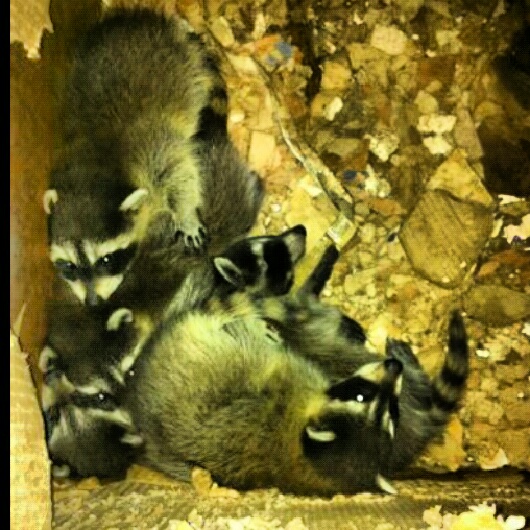Wildlife Prevention Authority | 337 Linden St, Oshawa, ON L1H 6R3, Canada | Phone: (877) 456-7770