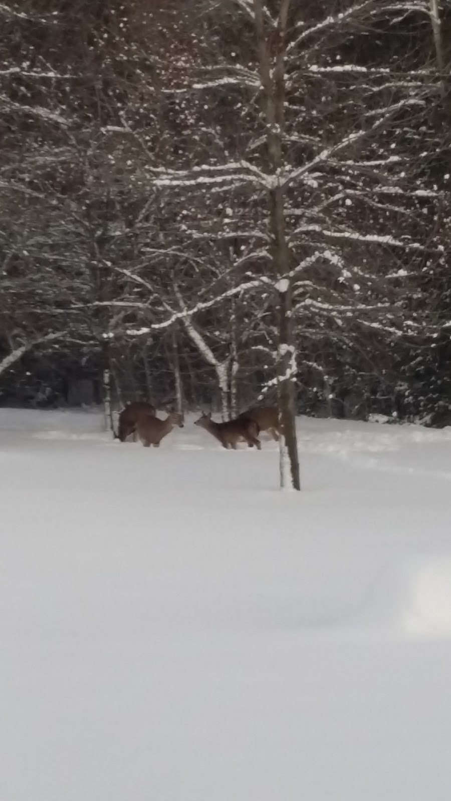 Spirithands Photography | Cedar Lane Rd, Orillia, ON L3V 6H6, Canada | Phone: (705) 323-7540