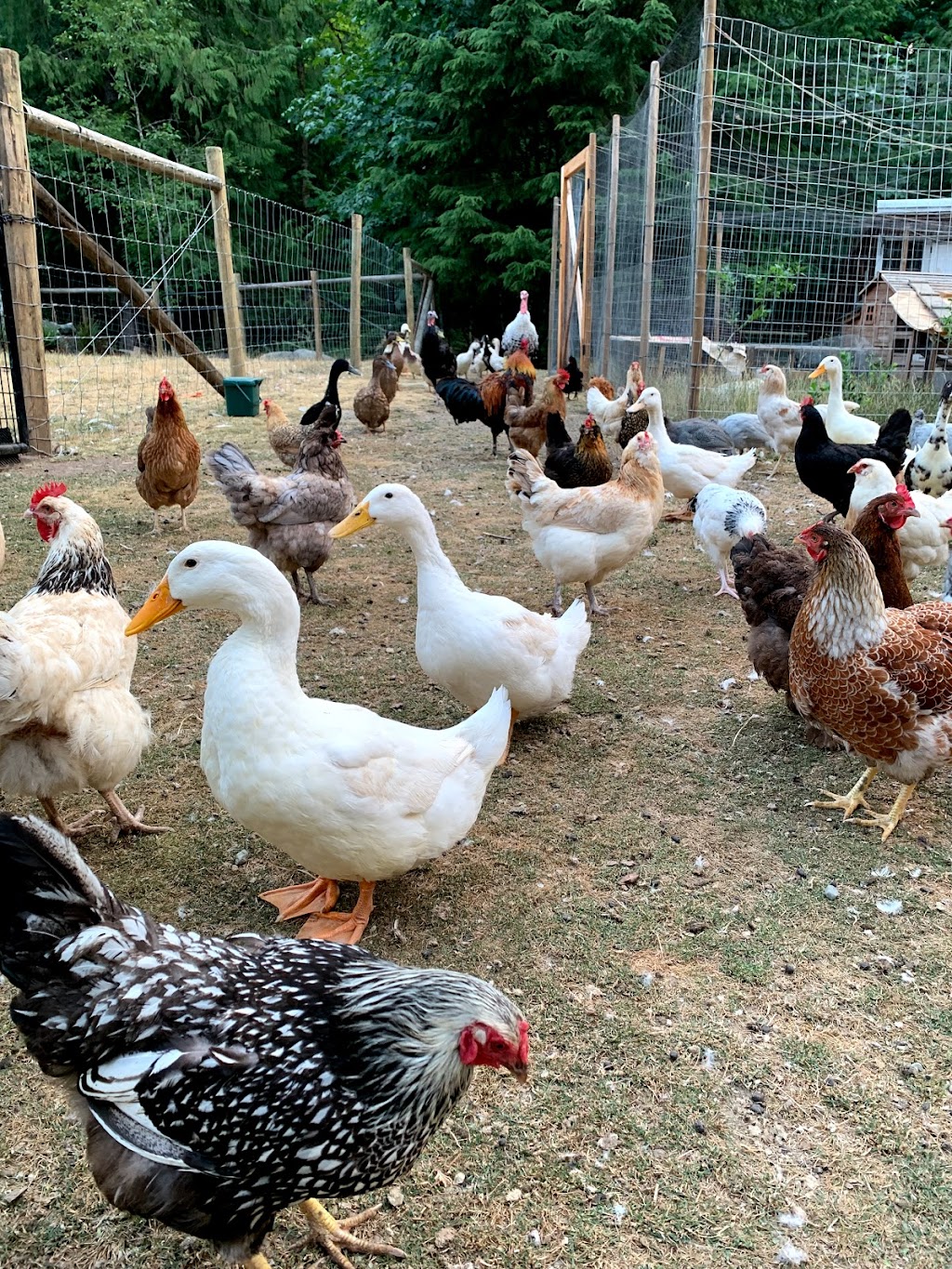 Barnjum Acres | 4255 Barnjum Rd, Sahtlam, BC V9L 6G5, Canada | Phone: (604) 308-4378