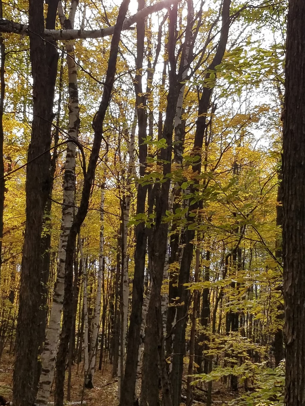 Noisy River Provincial Park | Creemore, ON L0M 1G0, Canada | Phone: (705) 429-2516