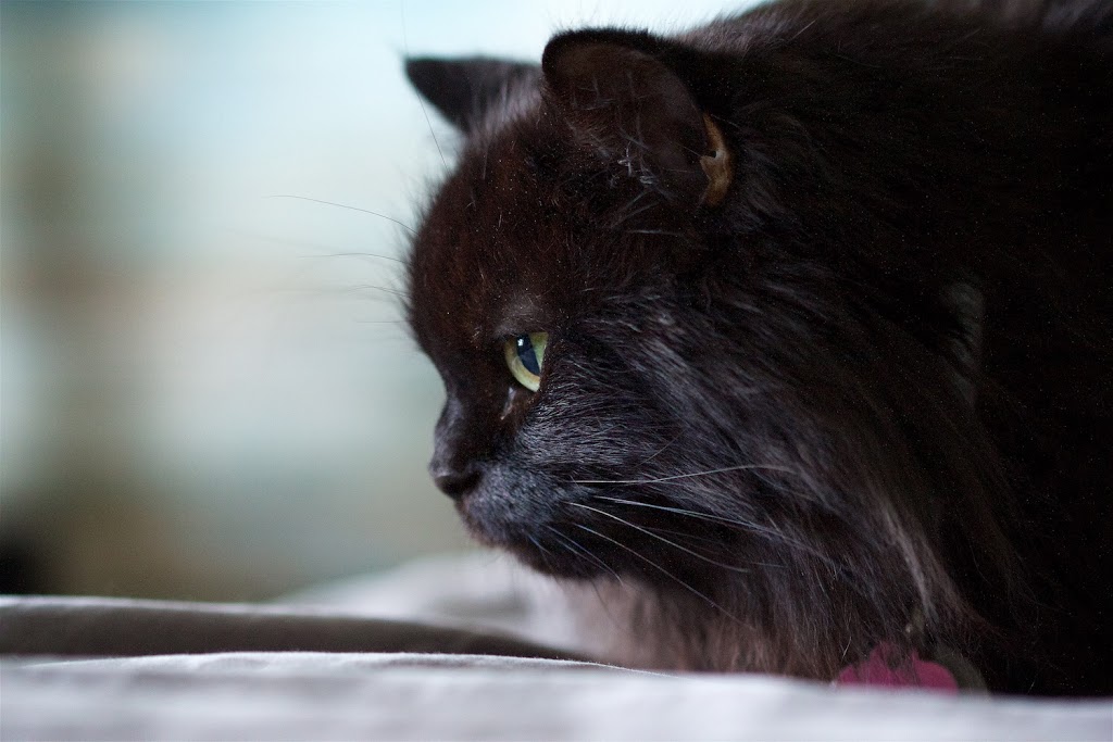 Emergency Veterinary Clinic, Hwy 10 | 1 Wexford Rd #10, Brampton, ON L6Z 2W9, Canada | Phone: (905) 495-9907