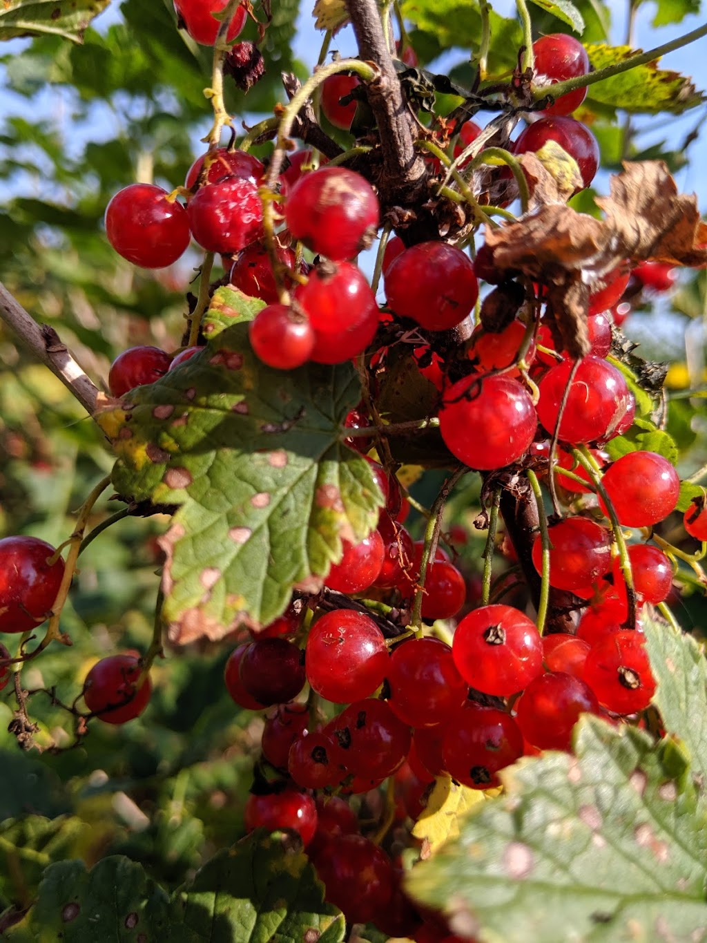 Harpers Rasberry U-Pick | 2937 Main St, Hillsborough, NB E4H 2X9, Canada | Phone: (506) 734-2360