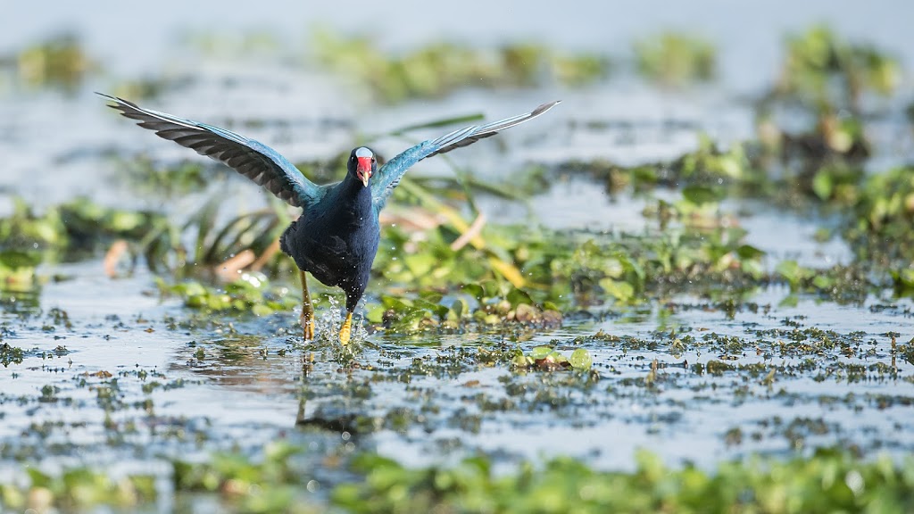 Raymond Barlow Nature Photo Tours | 242 Lakeport Rd Suite 6, St. Catharines, ON L2N 6V2, Canada | Phone: (905) 520-8853