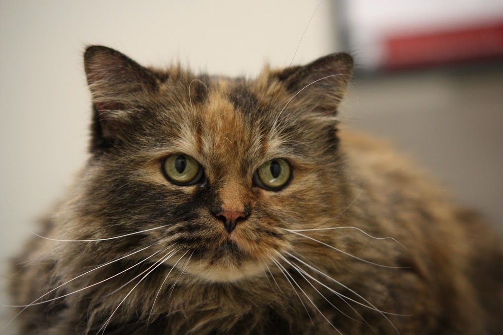 Plateau Veterinary Hospital | 147 Boulevard dEurope, Gatineau, QC J9J 0N3, Canada | Phone: (819) 775-9958