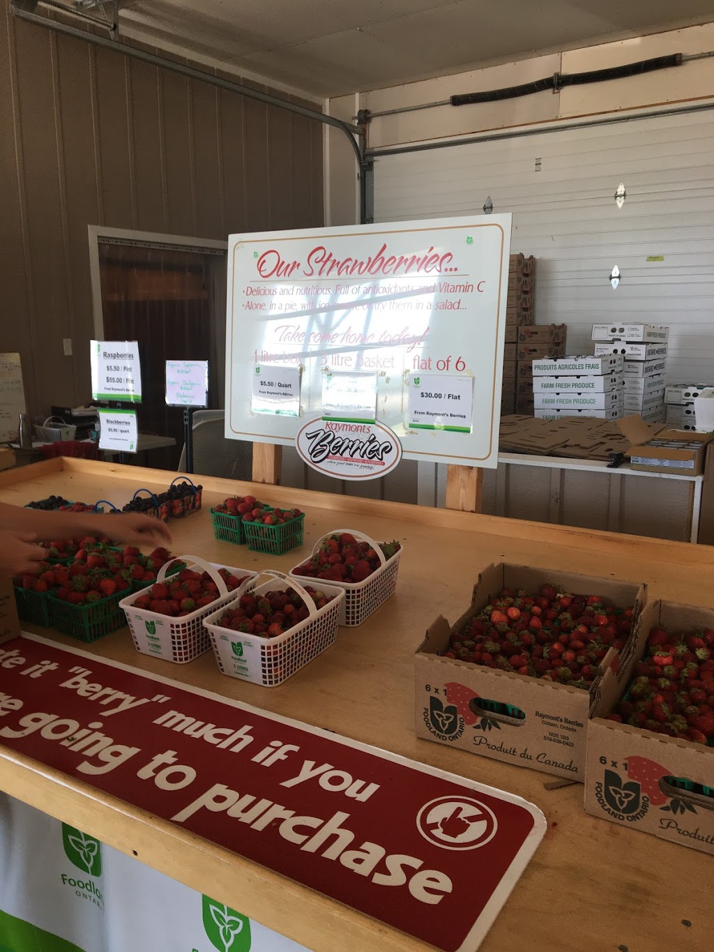 Raymonts Berry Farm | 445 Essex Road 14, Cottam, ON N0R 1B0, Canada | Phone: (519) 839-5422