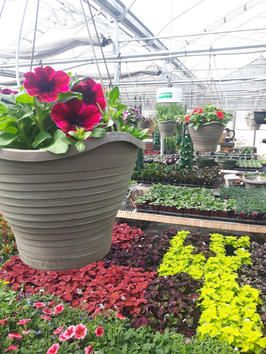 Friendly Flowers Garden Ctr | NE-15-22-2E, Arborg, MB R0C 0A0, Canada | Phone: (204) 376-2727