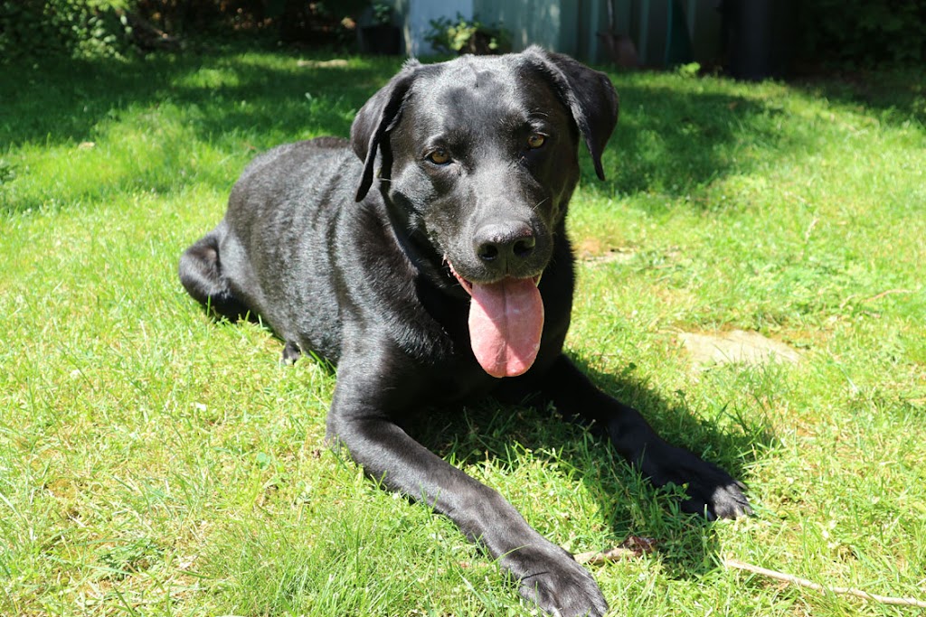 Let The Dog Out -On demand | 3 Boulder Crescent, Guelph, ON N1G 5A3, Canada | Phone: (519) 835-5836