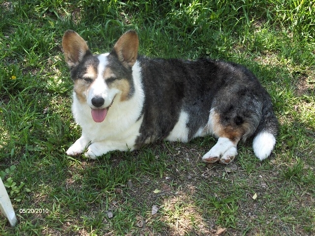 V I P Kennels | 1931 St Annes Rd, Winnipeg, MB R2N 4K2, Canada | Phone: (204) 255-3647