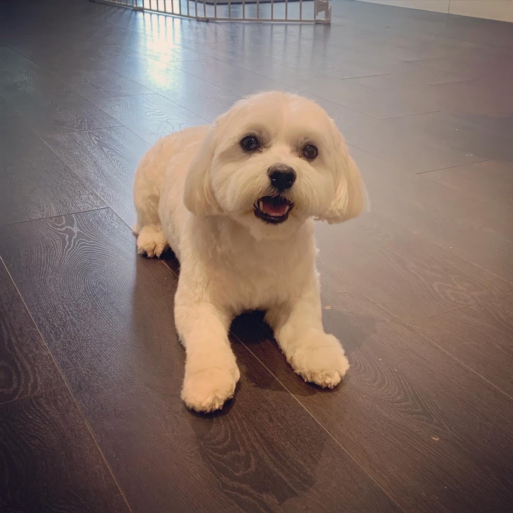 Wooflet Dog Grooming | 9218 Yonge St Unit 6, Richmond Hill, ON L4C 7A2, Canada | Phone: (416) 666-8714