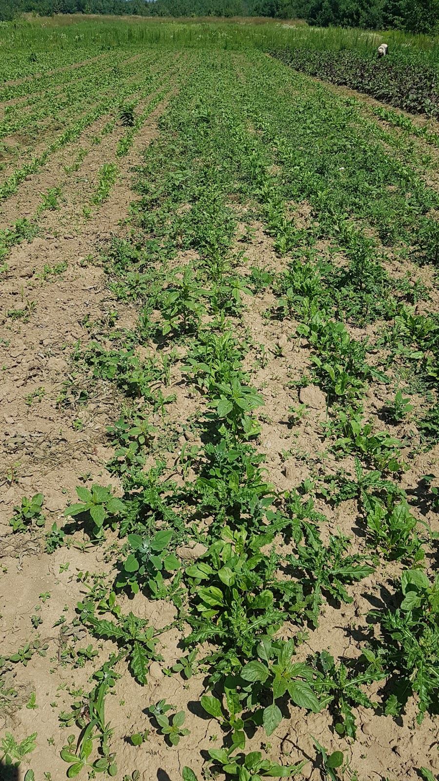 Plan B Organic Farms | 1377 5th Conc, Hamilton, ON N0B 1L0, Canada | Phone: (905) 659-2572