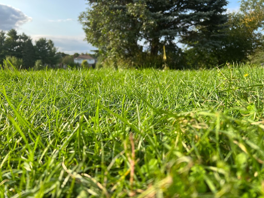 I Sell Grass | 257 Knudson Dr, Kanata, ON K2K 2N8, Canada | Phone: (343) 463-3321