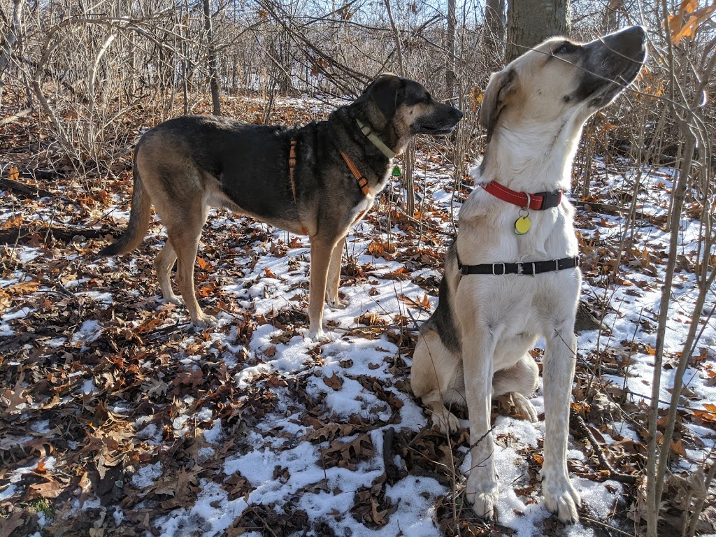 Hamilton Burlington SPCA | 245 Dartnall Rd, Hamilton, ON L8W 3V9, Canada | Phone: (905) 574-7722