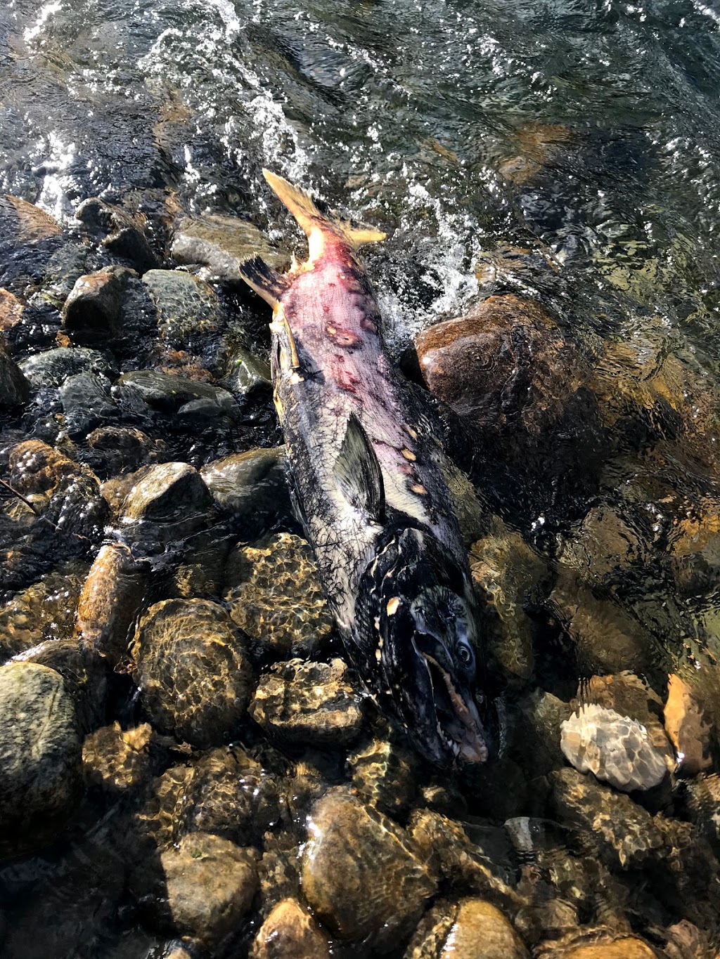Tsútswecw (Roderick Haig-Brown) Provincial Park | Columbia-Shuswap F, BC V0E, Canada | Phone: (250) 320-9305