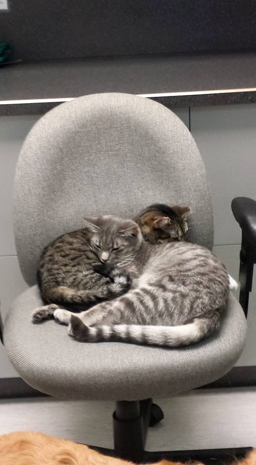 Regent Avenue Veterinary Clinic | 1600 Regent Ave W, Winnipeg, MB R2C 3B5, Canada | Phone: (204) 668-7594
