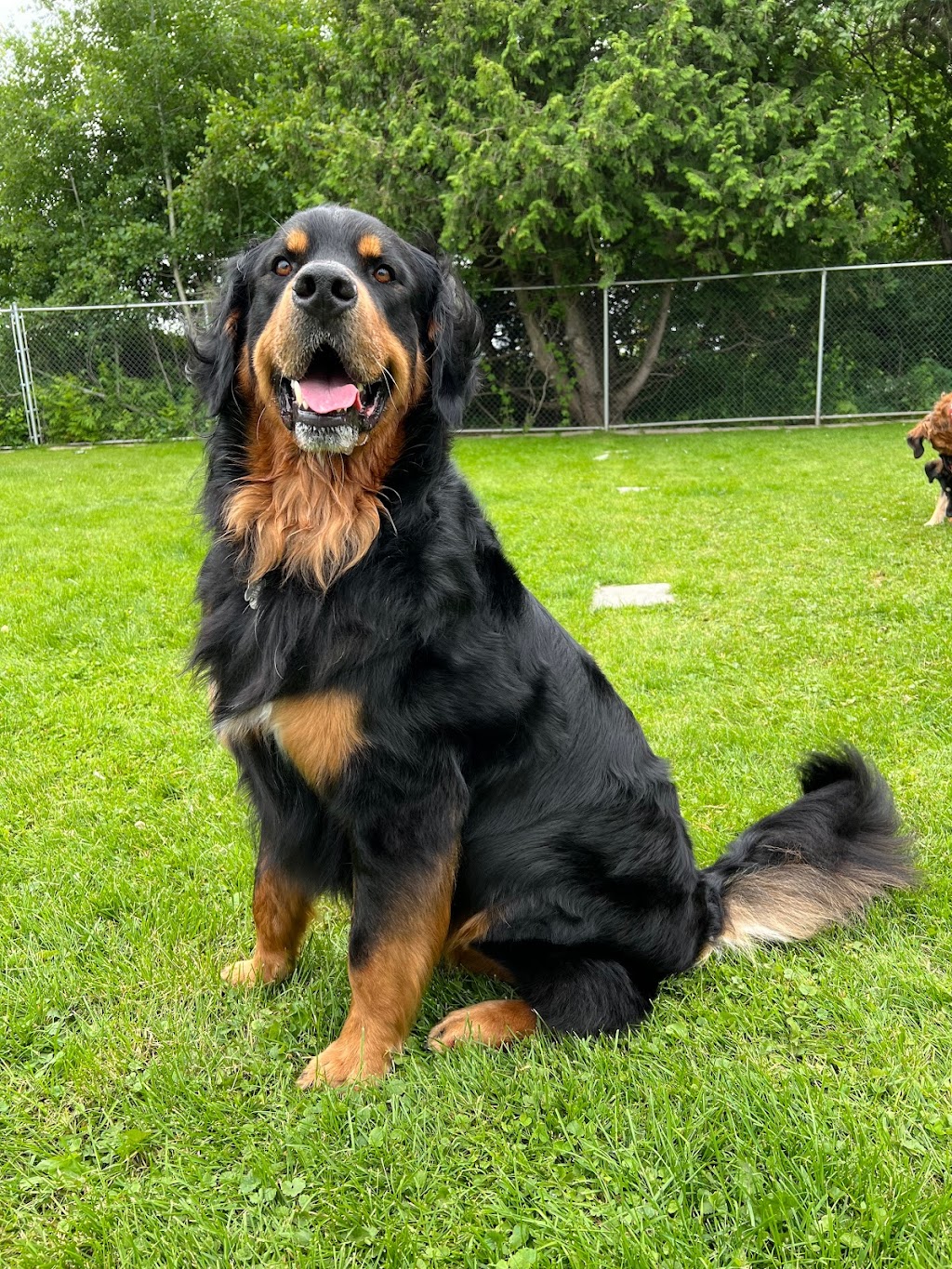 Not Your Everyday K9S | 121 Murphy Rd, Township Of Essa, ON L0M 1B1, Canada | Phone: (705) 816-3597