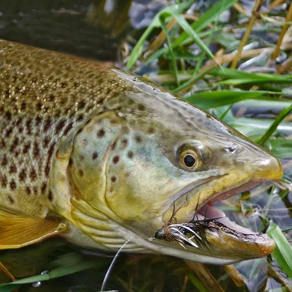 Trout Chasers River Company Ltd. | 100 Sun Harbour Crescent SE, Calgary, AB T2X 3B3, Canada | Phone: (403) 616-3741