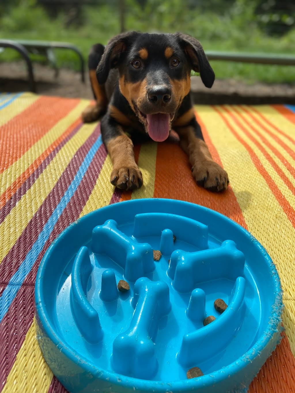 Bowen Island Dog Ranch | 1302 Adams Rd, Bowen Island, BC V0N 1G0, Canada | Phone: (604) 947-6965