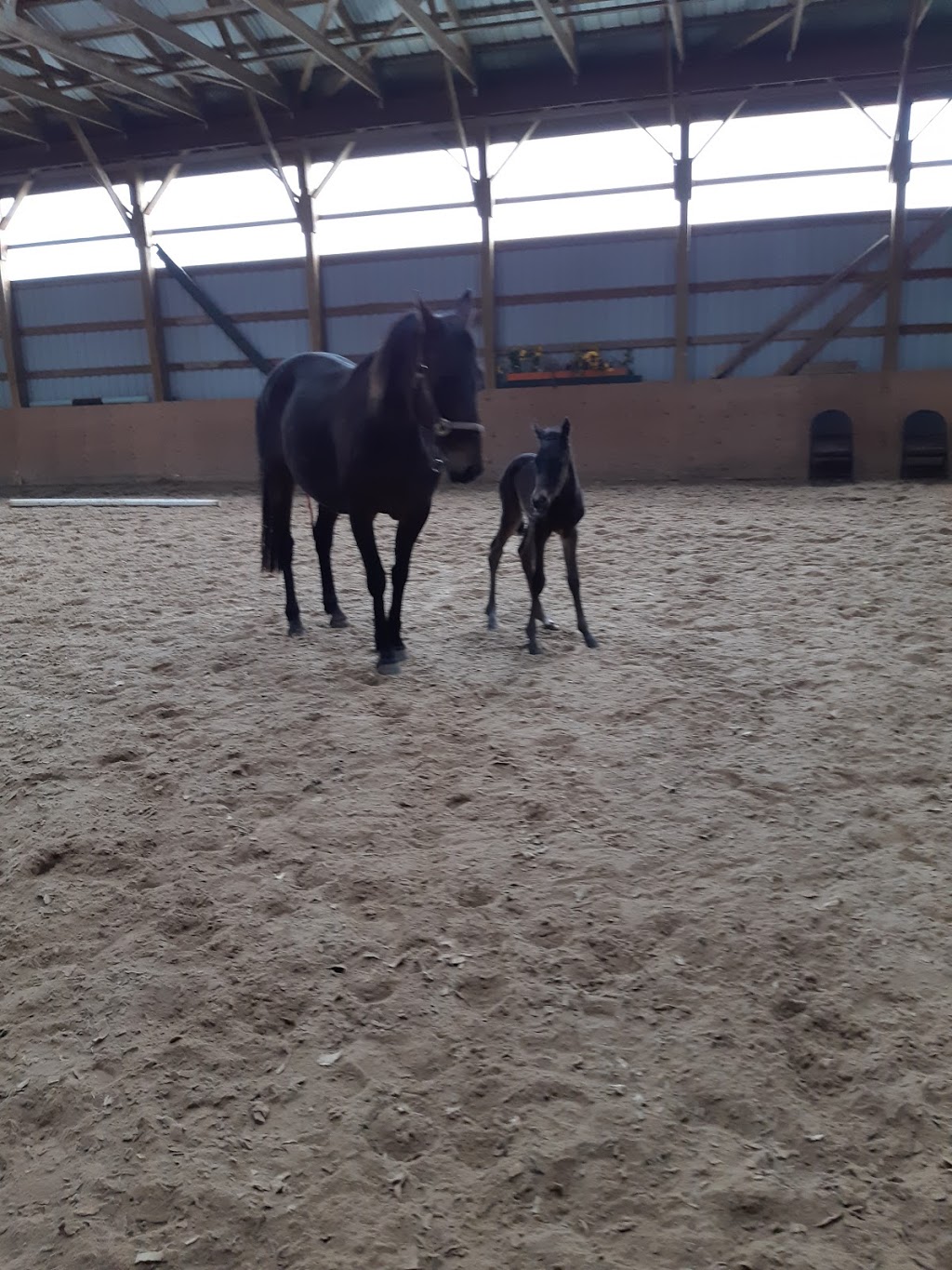 Ridgedale Equestrian (East) | 342 Kemp Rd W, Grimsby, ON L3M 4E7, Canada | Phone: (905) 979-8140