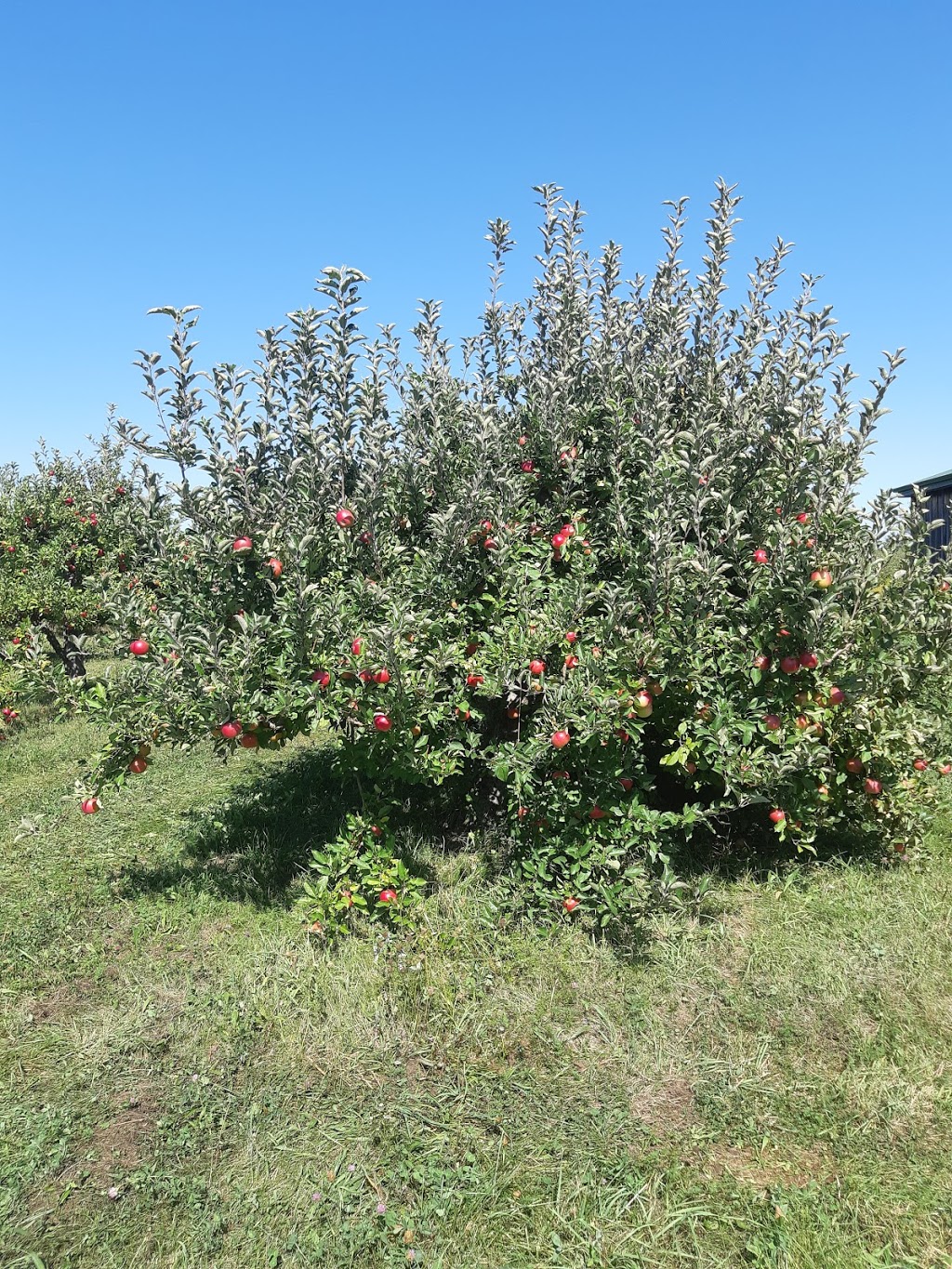 Williams Orchard | 10101 Hume Ct, Milton, ON L9T 2X9, Canada | Phone: (905) 876-4220