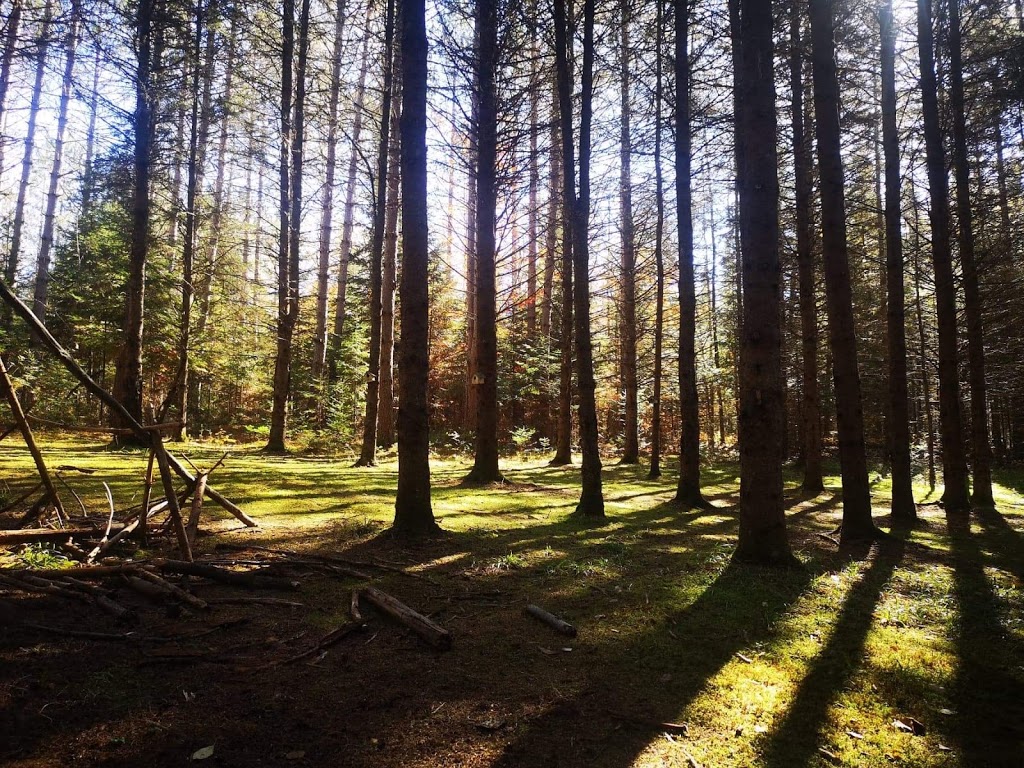 Base de Plein-Air Jean Jeune - Camp de Vacances | 180 Chemin Jean Jeunes, Amherst, QC J0T 2T0, Canada | Phone: (450) 679-5017