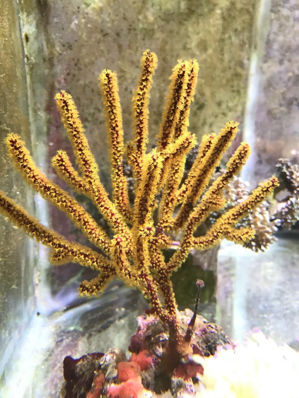 Aquarium Arc-En-Ciel | 1440 Rue Victoria, Greenfield Park, QC J4V 1M1, Canada | Phone: (450) 465-1888