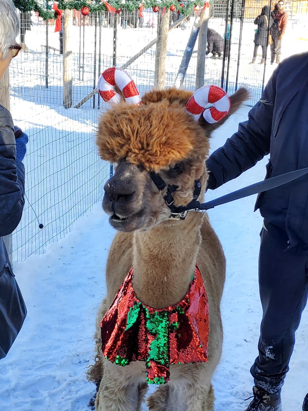Alpaca Ridge Farms | 152 Smith Rd, Stirling, ON K0K 3E0, Canada | Phone: (705) 928-6773