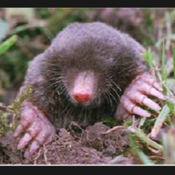 ARG Mole Removal | 5261 Lynn Pl, Delta, BC V4K 1E8, Canada | Phone: (604) 274-6653