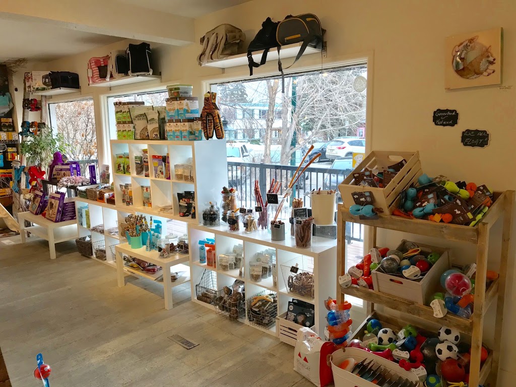 Doodle Dogs Inc | 3b Parkdale Crescent NW, Calgary, AB T2N 3T8, Canada | Phone: (587) 349-3647