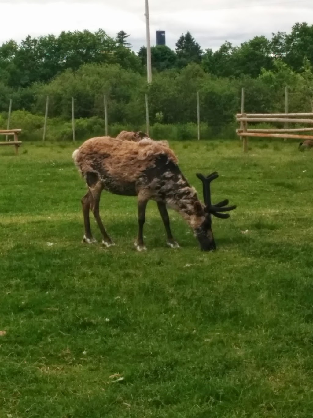 Shubenacadie Provincial Wildlife Park | 149 Creighton Rd, Shubenacadie, NS B0N 2H0, Canada | Phone: (902) 758-2040