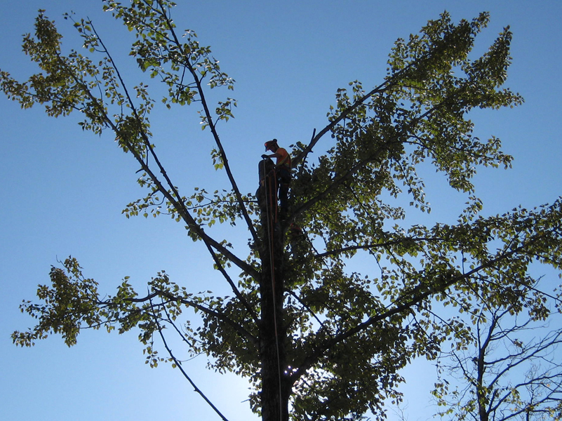 Westisland Tree Service | Old Châteauguay Rd, Kahnawake, QC J0L 1B0, Canada | Phone: (514) 631-6162