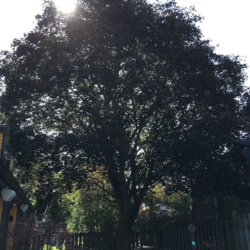Ultimate Tree Service | 15656 Kennedy Rd, Caledon Village, ON L7C 2H7, Canada | Phone: (905) 757-8733