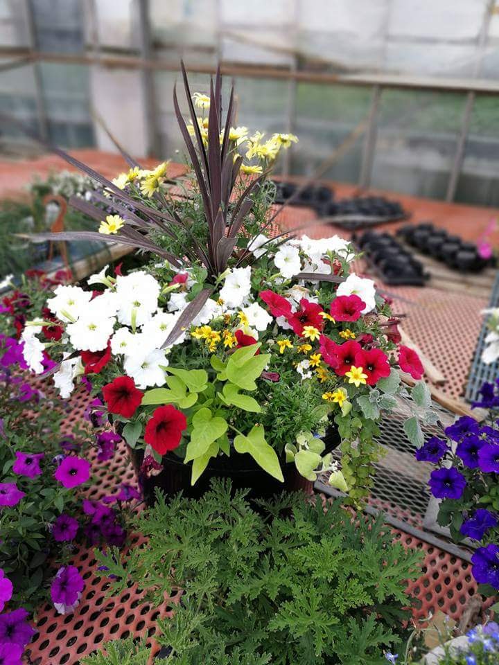 Shaughnessy Greenhouse | 5 St, Shaughnessy, AB T0K 2A0, Canada | Phone: (403) 381-4791