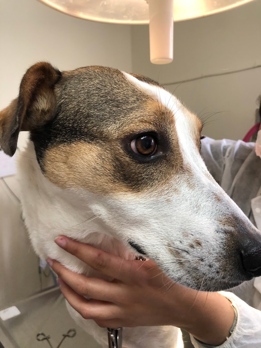 Toronto North Animal Hospital | 317 Sheppard Ave E, North York, ON M2N 3B3, Canada | Phone: (416) 546-7493