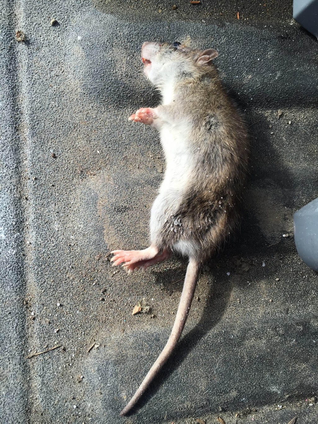 Barrier Pest Control | 212 Church St, Bradford, ON L3Z 1R2, Canada | Phone: (905) 252-7378