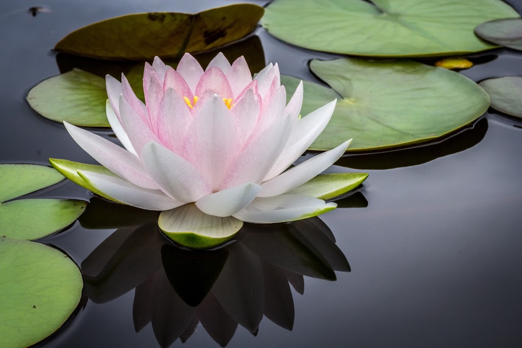 Lotus Law | 500 Hood Rd Suite 400, Markham, ON L3R 9Z3, Canada | Phone: (437) 317-3868
