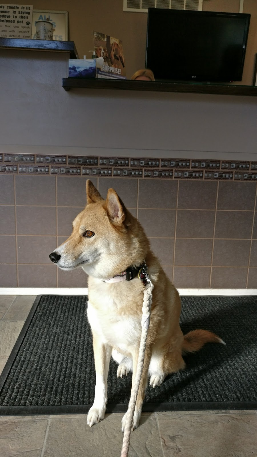 Snelgrove Veterinary Services | 11526 Hurontario St, Brampton, ON L7A 1E6, Canada | Phone: (905) 846-3316