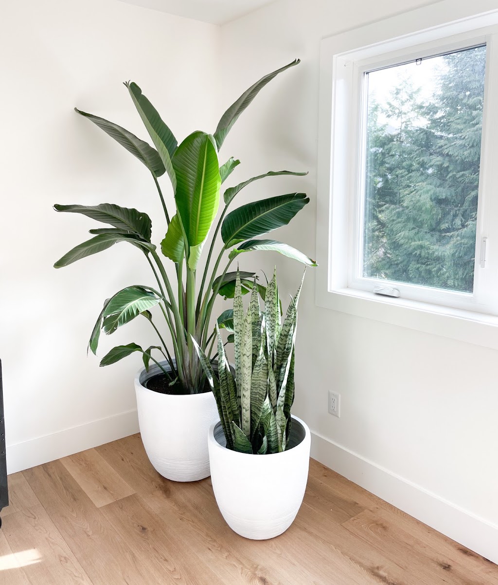 A Greener Room | 39761 Government Rd, Squamish, BC V8B 0G3, Canada | Phone: (604) 935-0737