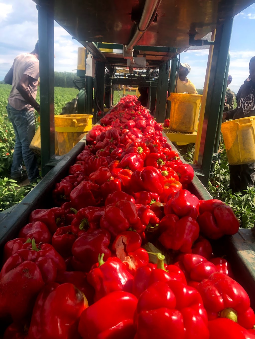 Serkka Farms Inc. | 5923 Langstaff Line, Wallaceburg, ON N8A 4L1, Canada | Phone: (519) 627-6089