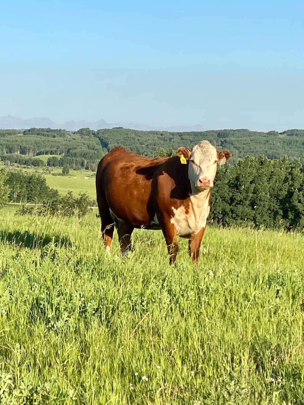 JK Fraser Cattle | 274129 Range Road 33, AB T4C 2Y2, Canada | Phone: (403) 932-2406