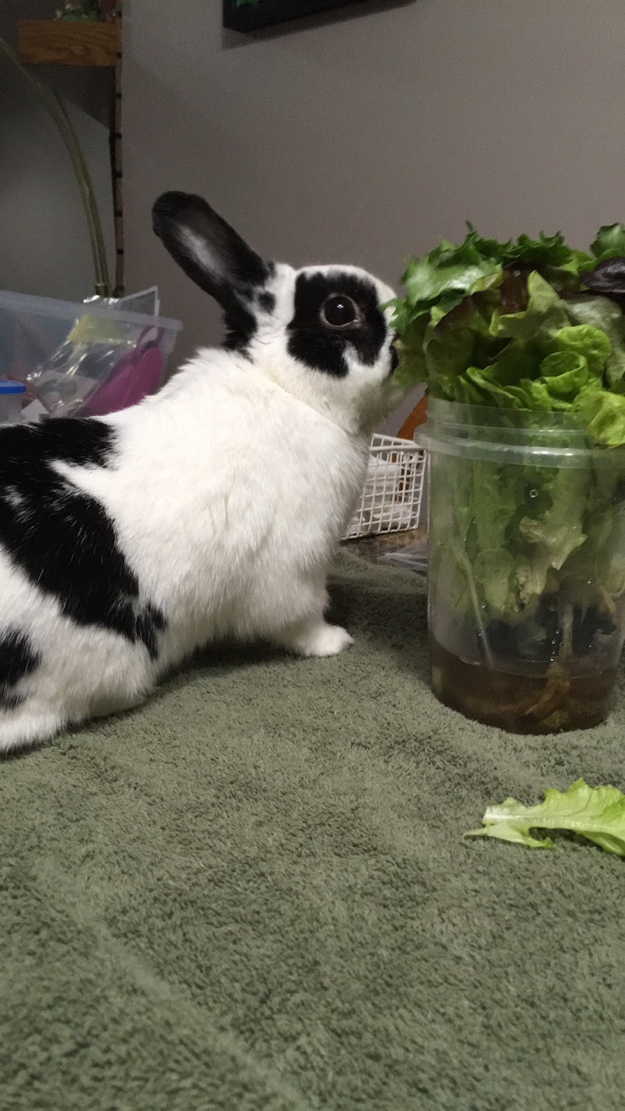 Orchard Veterinary Care | 21 - 2605 Broadway Avenue, Saskatoon, SK S7J 0Z5, Canada | Phone: (306) 668-7297