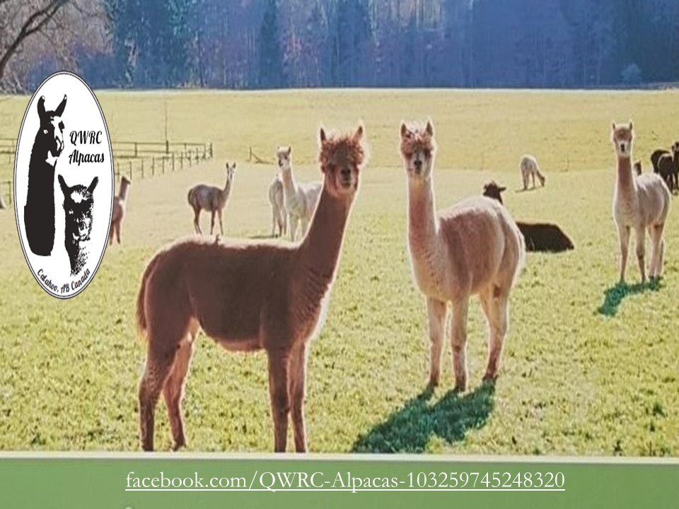 QWRC Alpacas | 54502 SH 779, Calahoo, AB T8R 2B2, Canada | Phone: (780) 667-7972