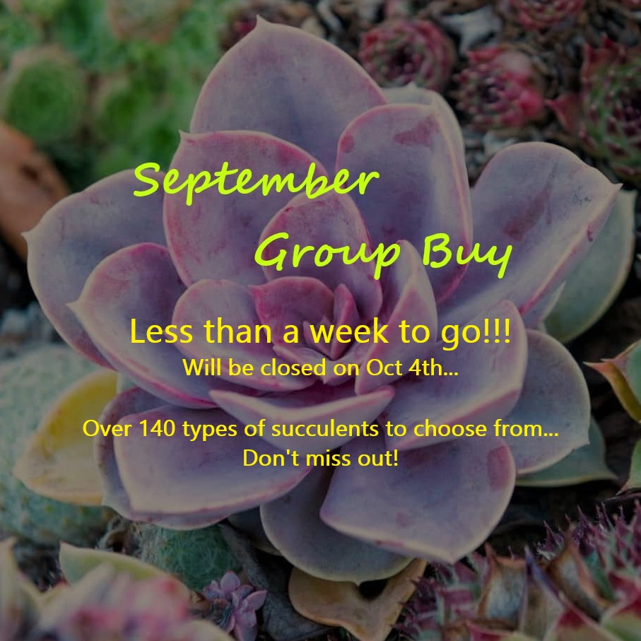 GloRareGreen (Davis Drive) | 3085 Davis Dr, Whitchurch-Stouffville, ON L4A 2P8, Canada | Phone: (416) 569-8879