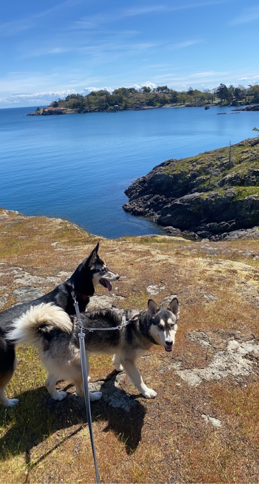 Rain or Shine Dog Walking | 833 Admirals Rd, Victoria, BC V9A 2P1, Canada | Phone: (250) 702-6142
