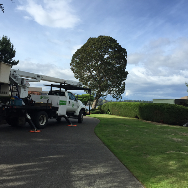 Treeco Tree Service | Coombs, BC V0R 1M0, Canada | Phone: (250) 228-8733