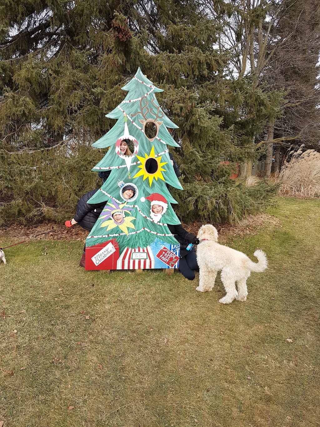 Pedde Tree Farm | 2182 Manning Dr, London, ON N6N 1K2, Canada | Phone: (519) 644-1168