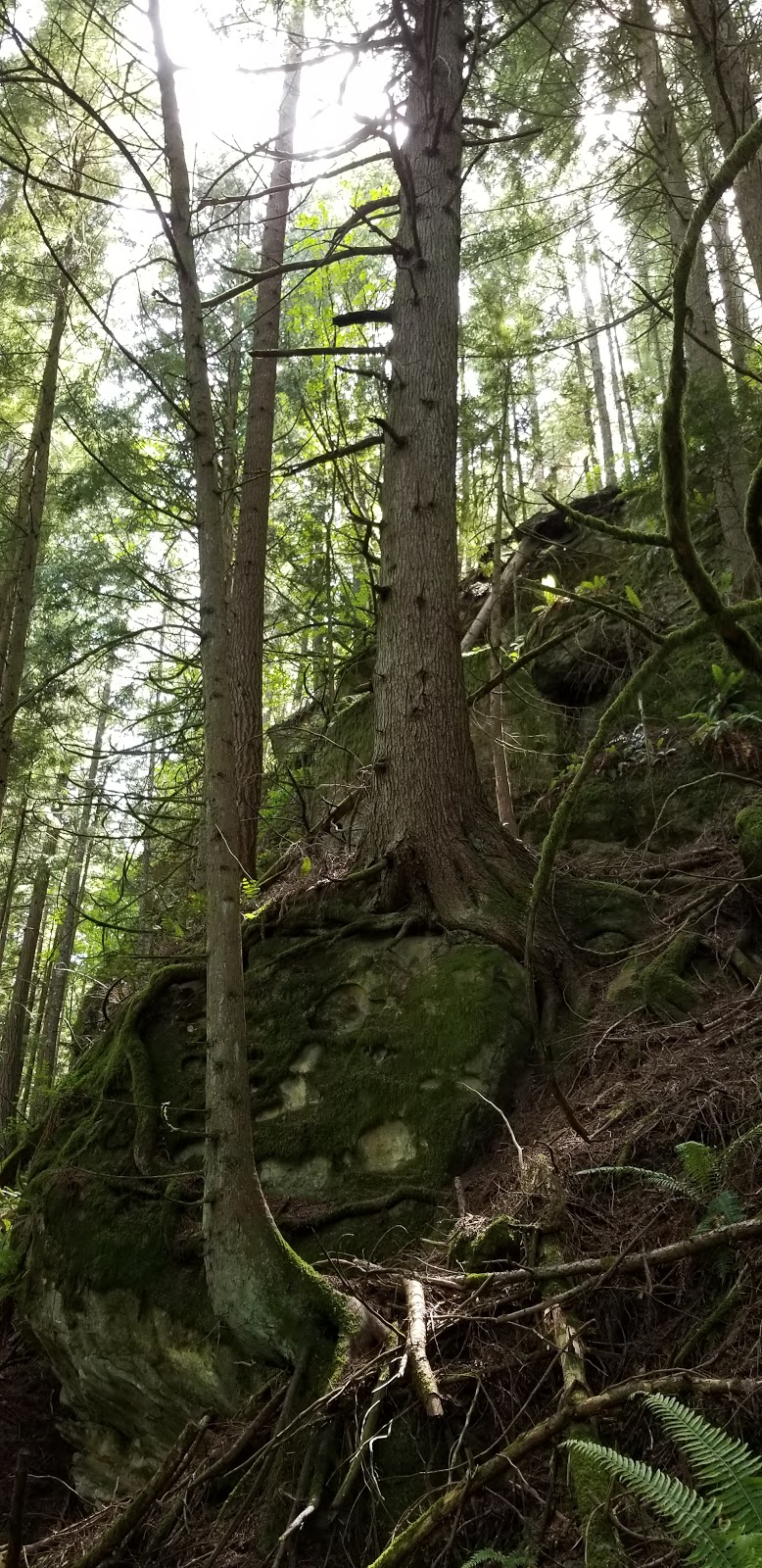 Cyrus Gates Overlook at Larrabee State Park | 224 Cleator Rd, Bellingham, WA 98229, USA | Phone: (360) 676-2093