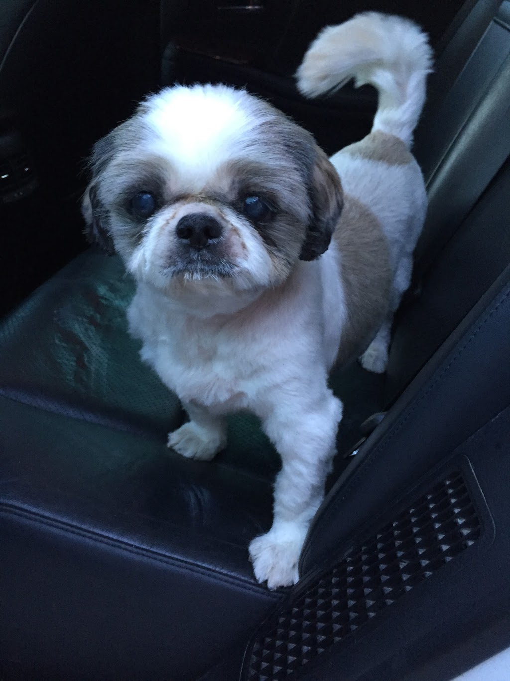 Fur-Style Dog Grooming | 5970 16th Ave #106, Markham, ON L3P 7R1, Canada | Phone: (905) 554-9258