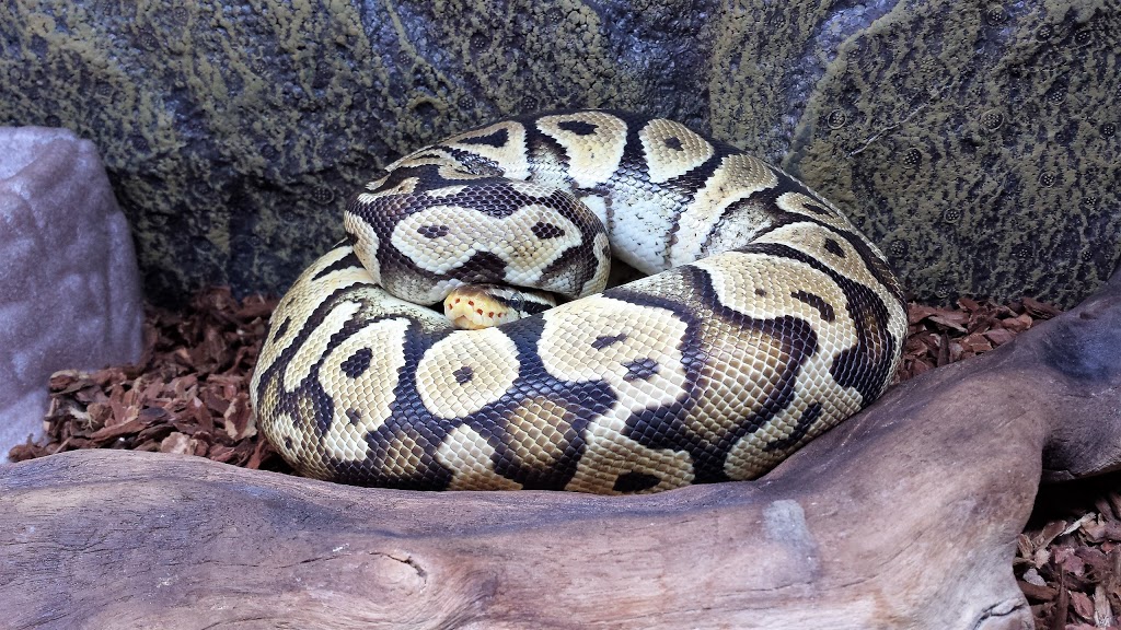 Oasis Fish & Reptile Ltd. | 8 Riel Dr #6, St. Albert, AB T8N 3Z7, Canada | Phone: (780) 458-0039